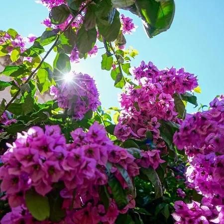 Boutique Guest Zephyrus