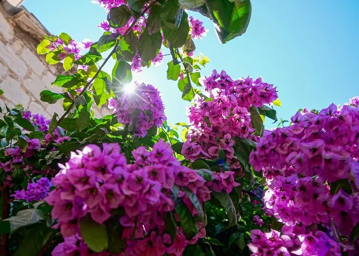 Boutique Guest Zephyrus